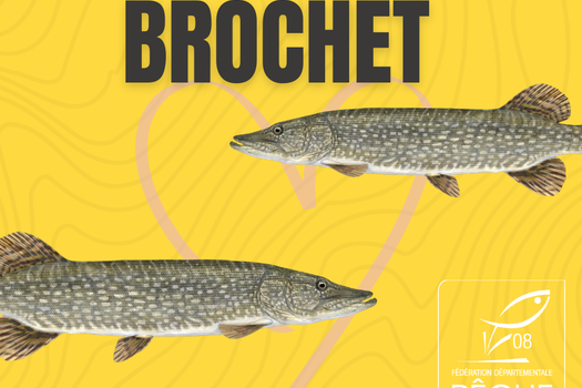 Le mot de la semaine : la reproduction du brochet