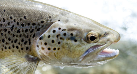 OSNES : Concours de pêche