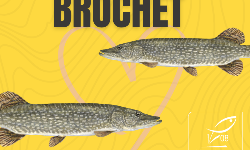 Le mot de la semaine : la reproduction du brochet
