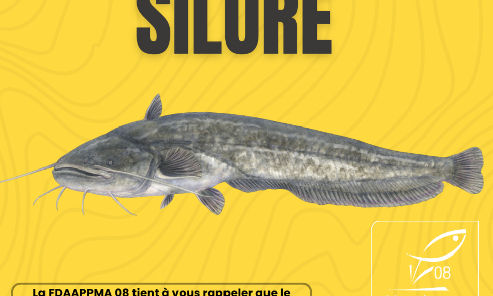Le mot de la semaine. Silure : comprendre le projet de classement et ses enjeux